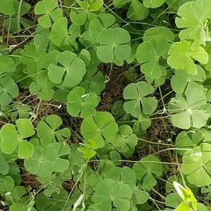 Meet your Posher, Charles